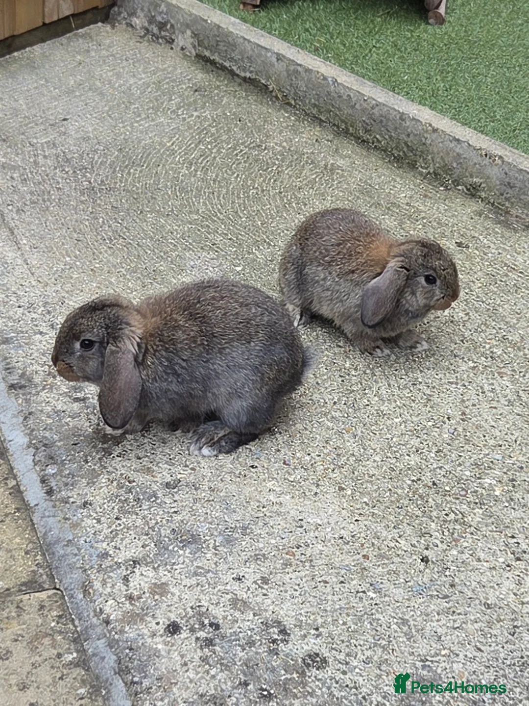 Mini Lop rabbits for sale: 2 gorgeous mini lop bunnies in Clacton-on-Sea - Advert 1