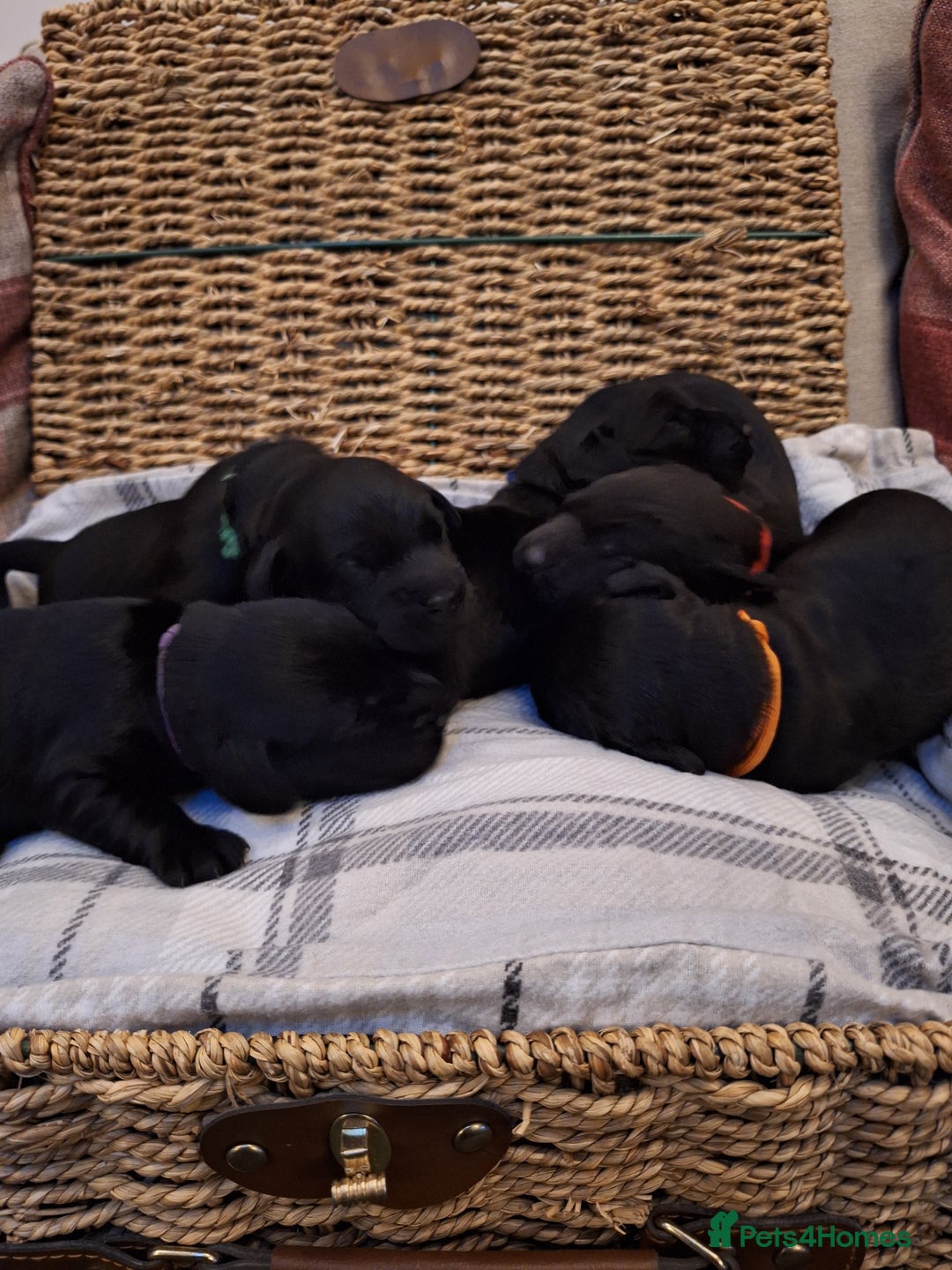 Cockerdor dogs for sale: stunning cockerdors (1left)🐶 5⭐️ licensed breeder - Advert 17