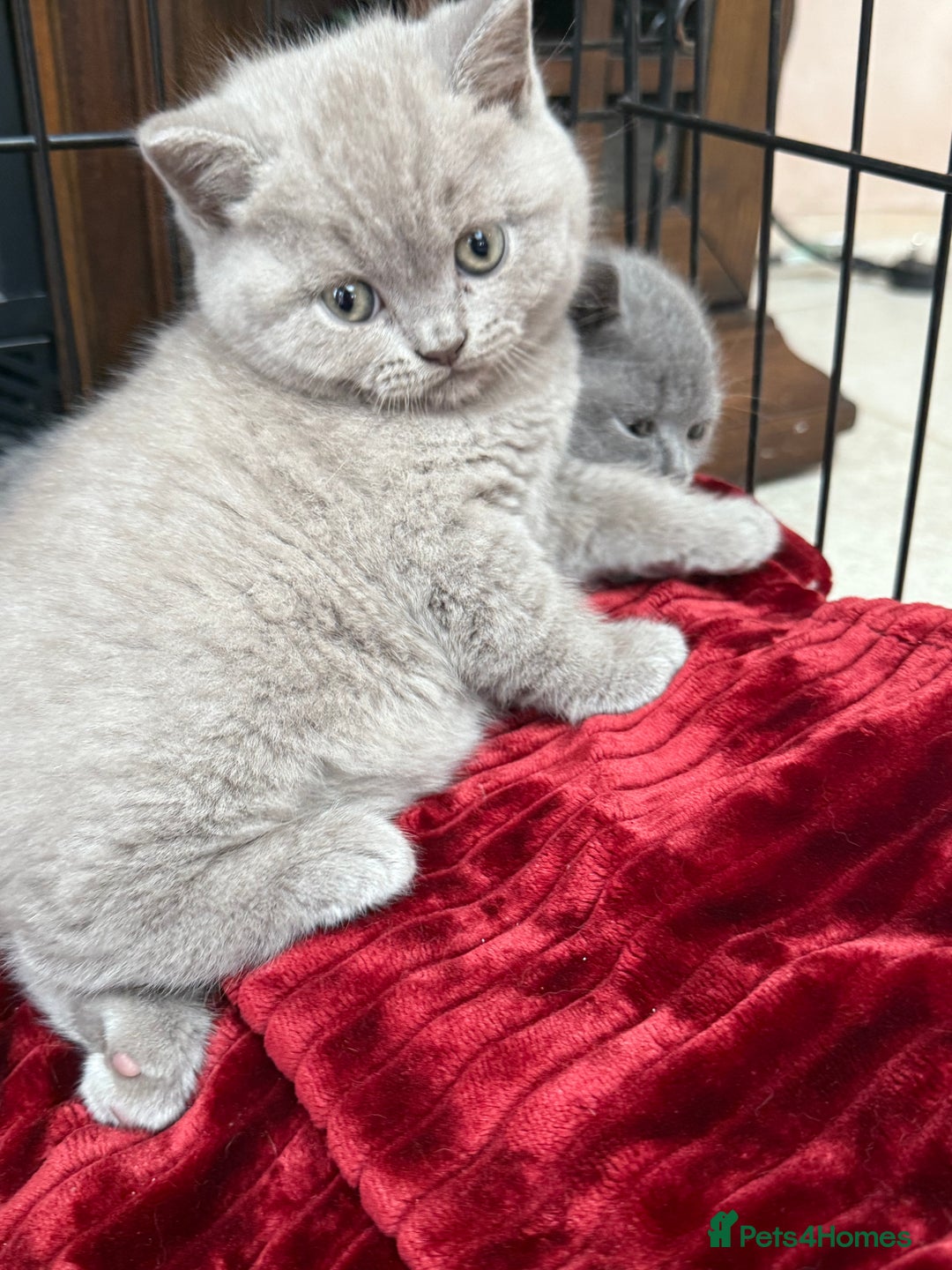 British Shorthair cats for sale: Four Beautiful British Short Hair Kittens  - Image 5
