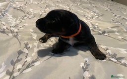 Mixed Breed dogs for sale: Sprollies - Image 21