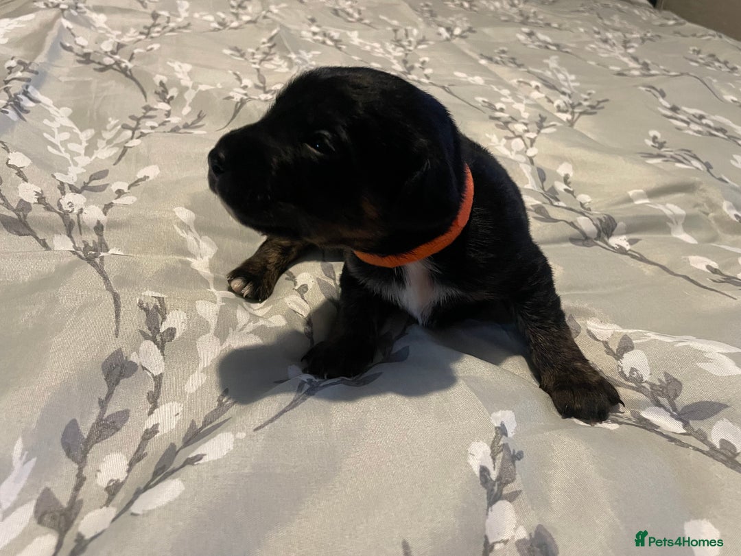 Mixed Breed dogs for sale: Sprollies - Image 21