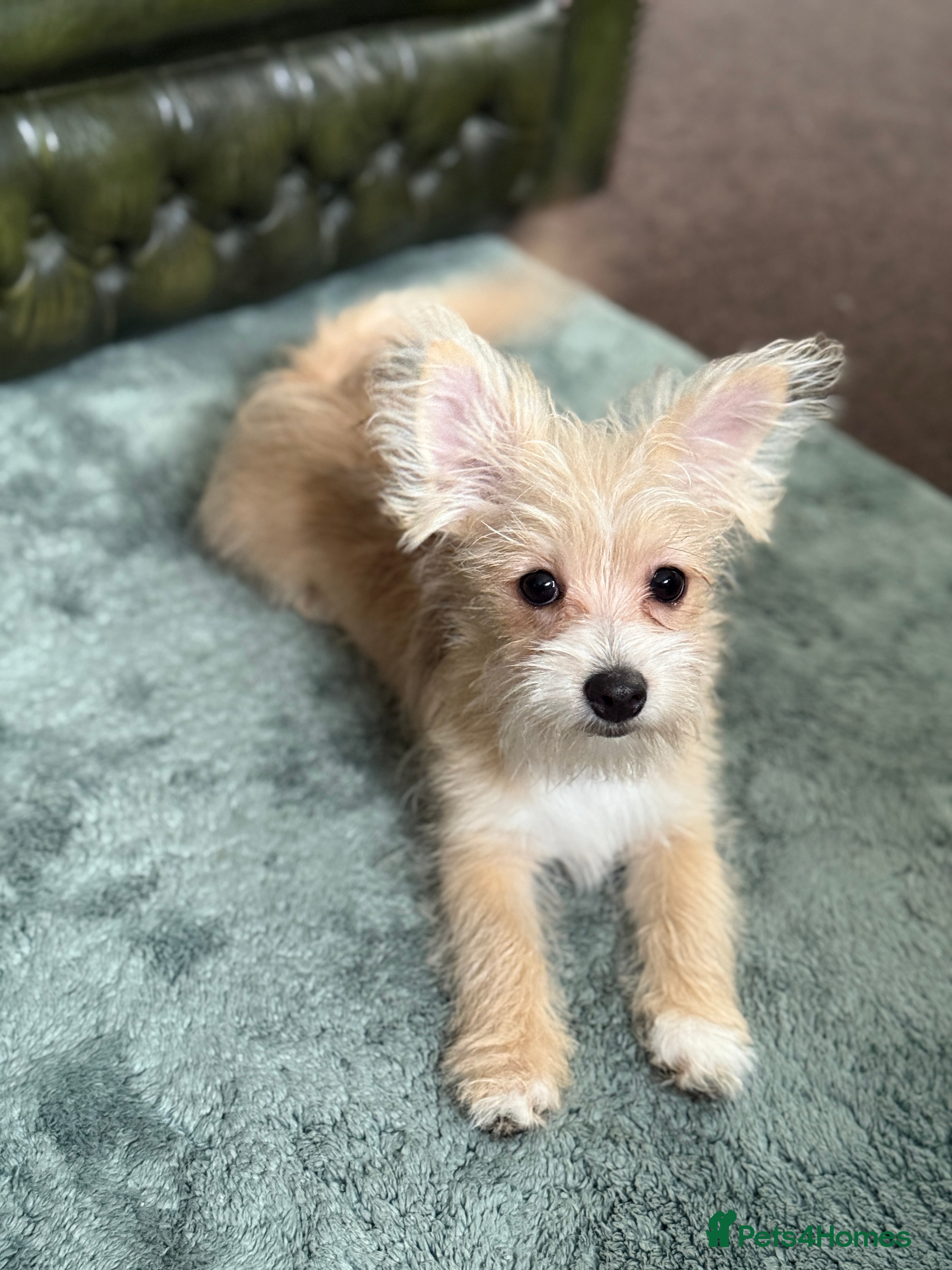 Mixed Breed dogs Ready to go! Unique mix - Maltese x JackChi Pups - Advert 11