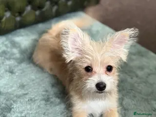 Mixed Breed dogs Ready to go! Unique mix - Maltese x JackChi Pups - Advert 11