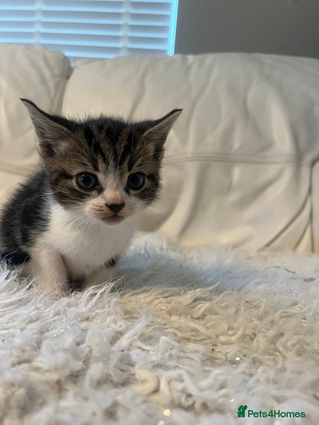 Mixed Breed cats for sale: 3 Beutiful babies  - Advert 25