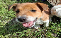 Jack Russell dogs for sale: Pure Jack Russell puppies - Image 5