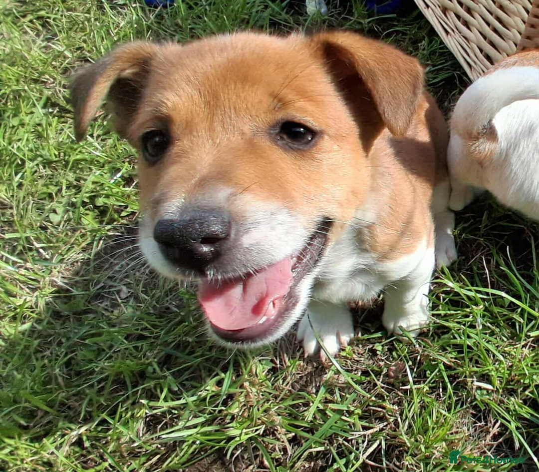 Jack Russell dogs for sale: Pure Jack Russell puppies - Image 5