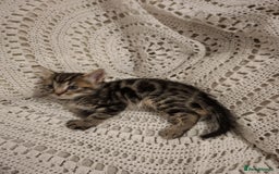British Shorthair cats for sale: beautiful kittens available to pick up - Image 10