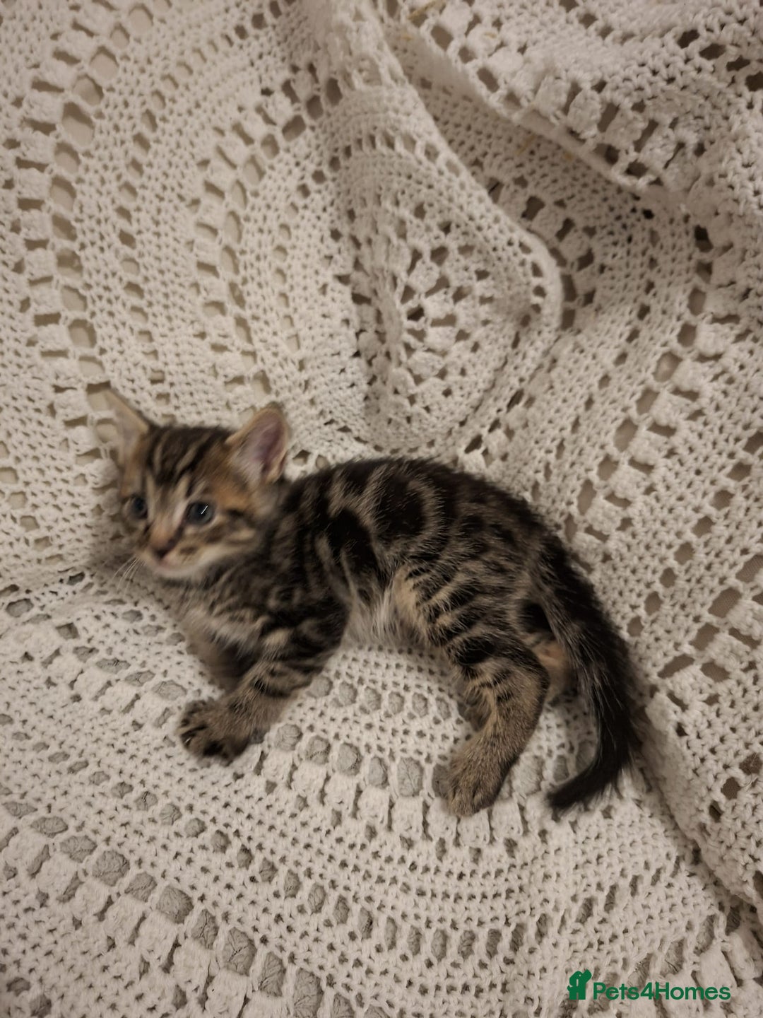 British Shorthair cats for sale: beautiful kittens available to pick up - Image 10