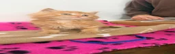 Domestic Shorthair cats for sale: Ginger Kitten for sale - Advert 4