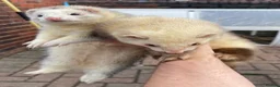 Ferret rodents for sale: 🦦 Adorable Ferret Kits (Pandas, Roans & Sables)🐾 - Advert 14