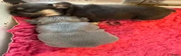 French Bulldog dogs for sale: HEALTH TESTED QUALITY FRENCH BULLDOG PUPPIES in Wallsend - Advert 11