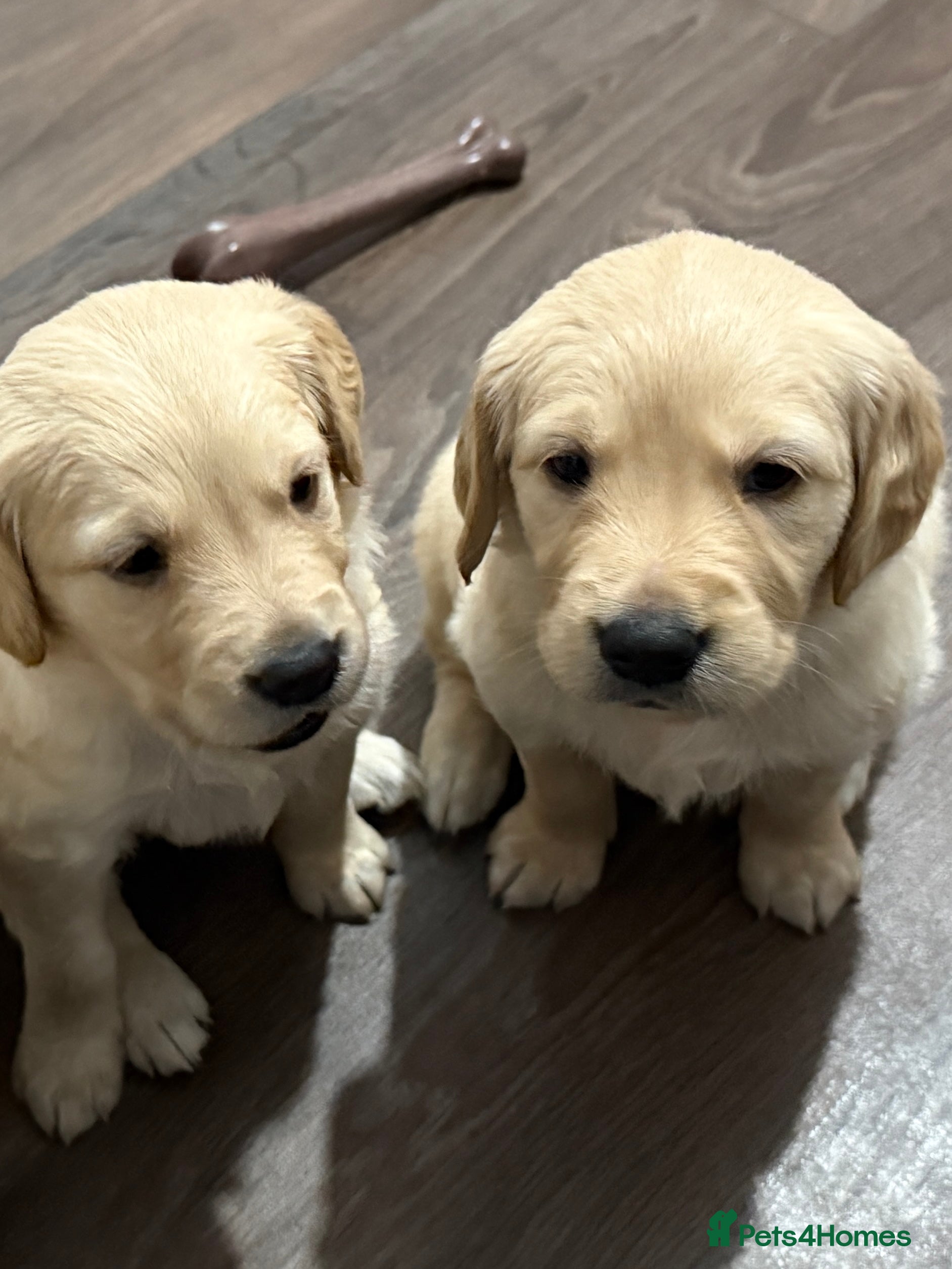 Golden Retriever dogs KC Golden Retriever Puppies Now Available to View - Advert 7