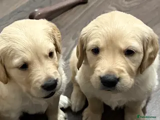 Golden Retriever dogs KC Golden Retriever Puppies Now Available to View - Advert 7