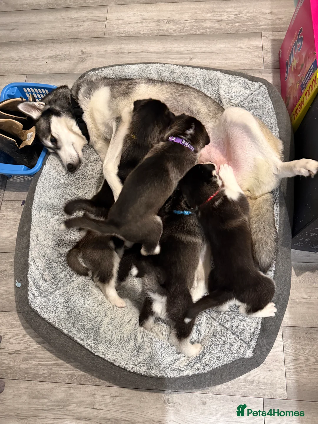 Siberian Husky dogs for sale: Gorgeous, Healthy & Fully Insured Siberian puppies in Stanmore - Advert 7