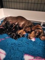 Miniature Dachshund dogs - Advert 5