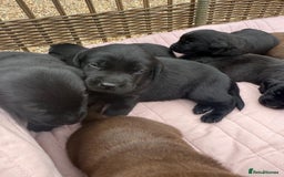 Labrador Retriever dogs for sale: Beautiful KC Registered Labrador Puppies - Image 12
