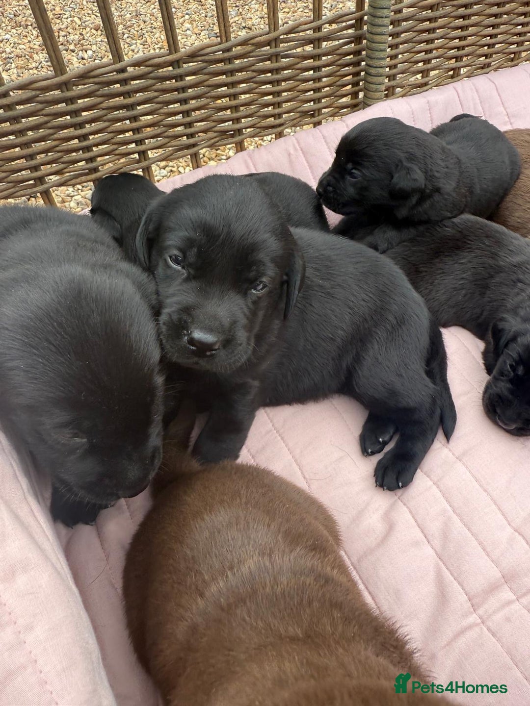 Labrador Retriever dogs for sale: Beautiful KC Registered Labrador Puppies - Image 12