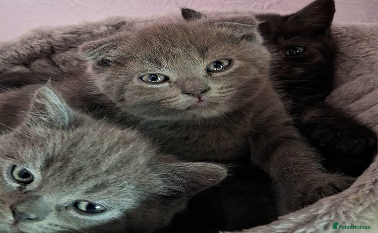 British Shorthair cats - Advert 9