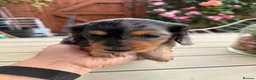 Miniature Dachshund dogs for sale:  Adorable Miniature Dachshund Puppies - Advert 28