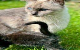 Ragdoll cats for sale: Ready now Ragdoll cross fluffy kittens 🐈‍⬛  - Image 11