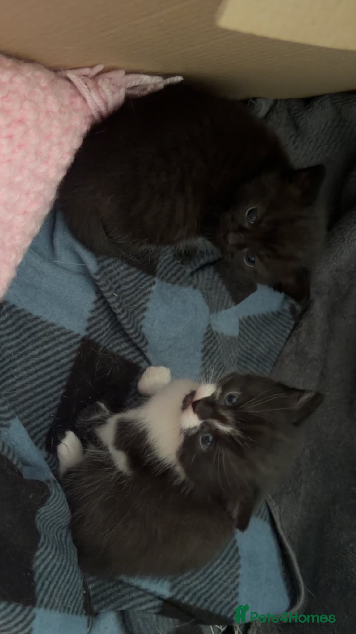 Domestic Shorthair cats 2 female kittens  - Advert 15