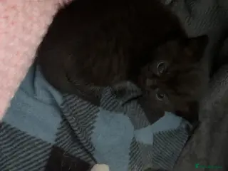 Domestic Shorthair cats 2 female kittens - Advert 7