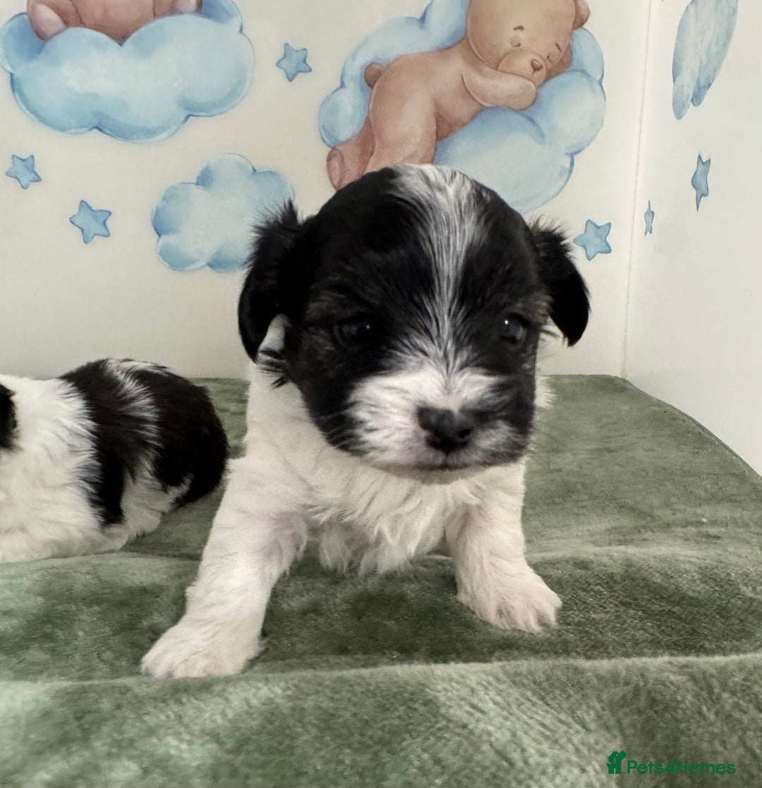 Mixed Breed dogs for sale: Tiny Terrier mix puppies  - Advert 13