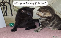 Domestic Shorthair cats for sale: ✨️ Beautiful 2 kittens 🩷🩵 Ready for homes now ✨️ - Image 10