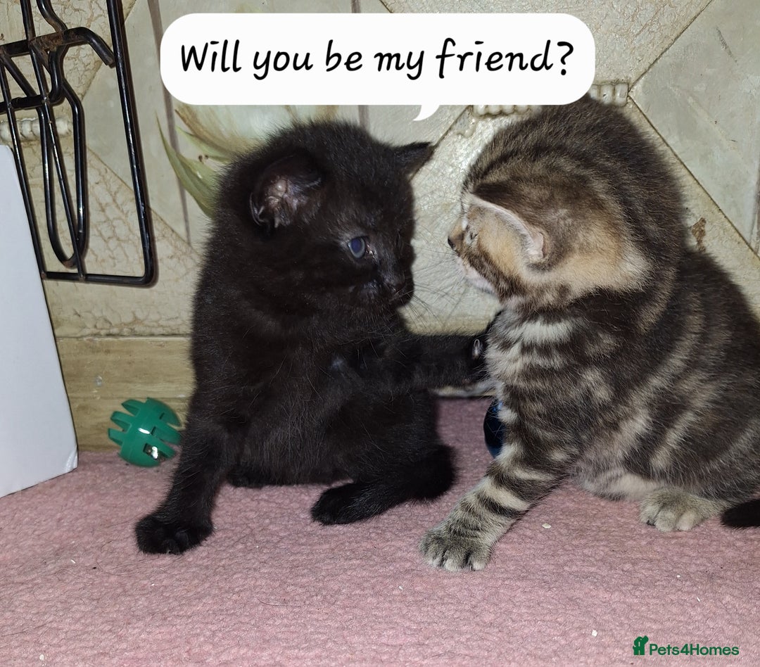 Domestic Shorthair cats for sale: ✨️ Beautiful 2 kittens 🩷🩵 Ready for homes now ✨️ - Image 10