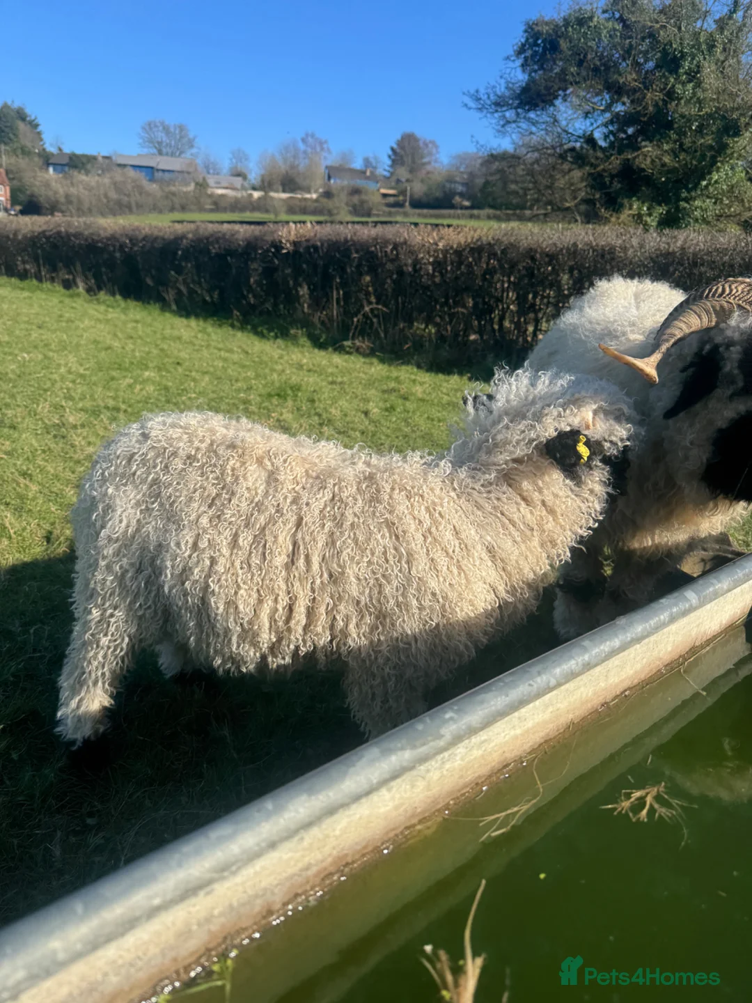 Sheep livestock for sale: A selection ages of Valais black nose available  - Advert 2