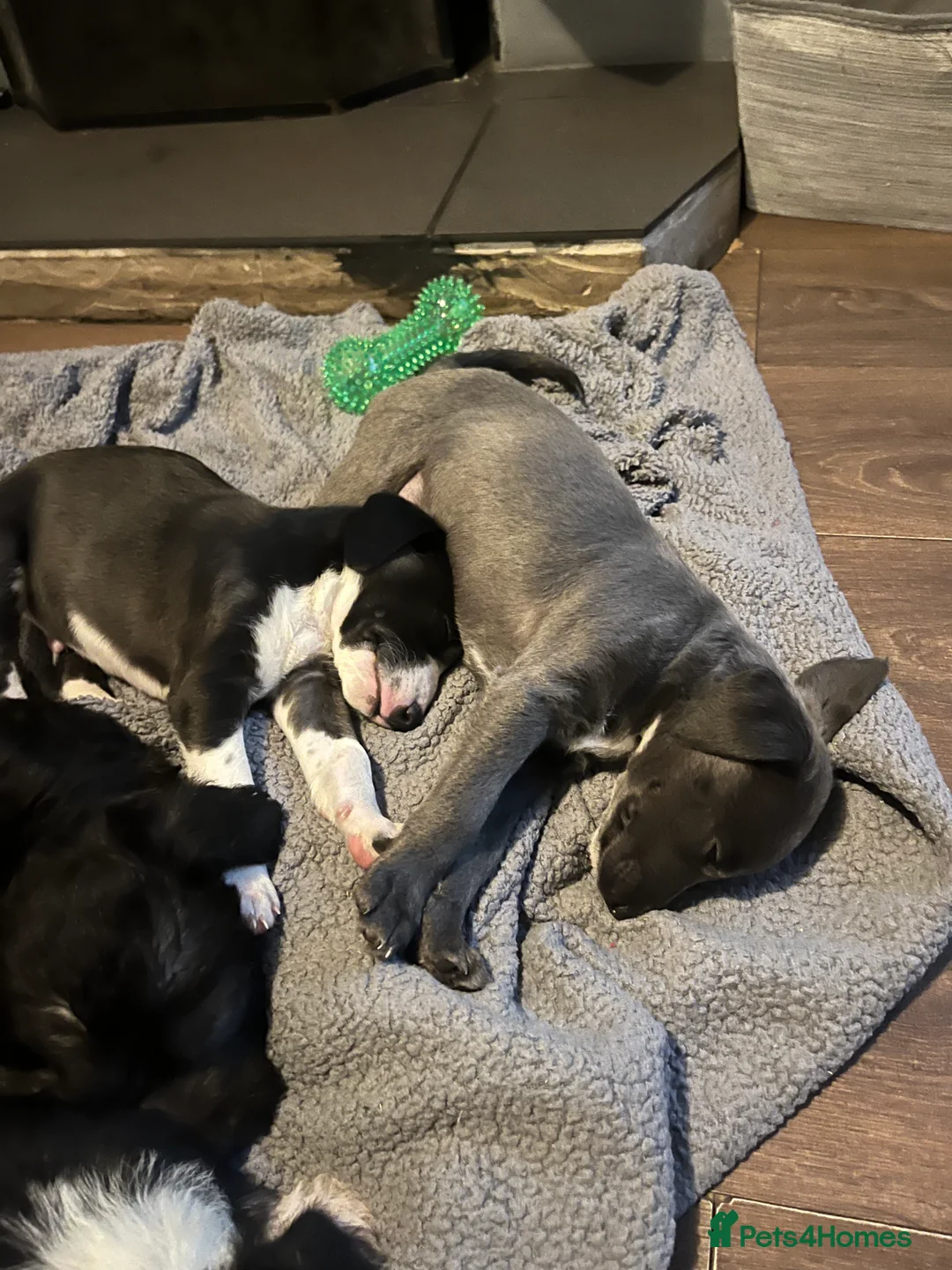 Lurcher dogs for sale: Bedlington Whippet pups for sale - Advert 8