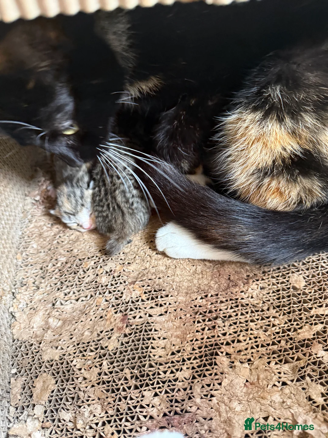 Mixed Breed cats for sale: Two beautiful Kittens  - Advert 2