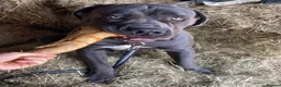 Cane Corso dogs for stud: Stunning cane corso male available for stud  - Advert 3
