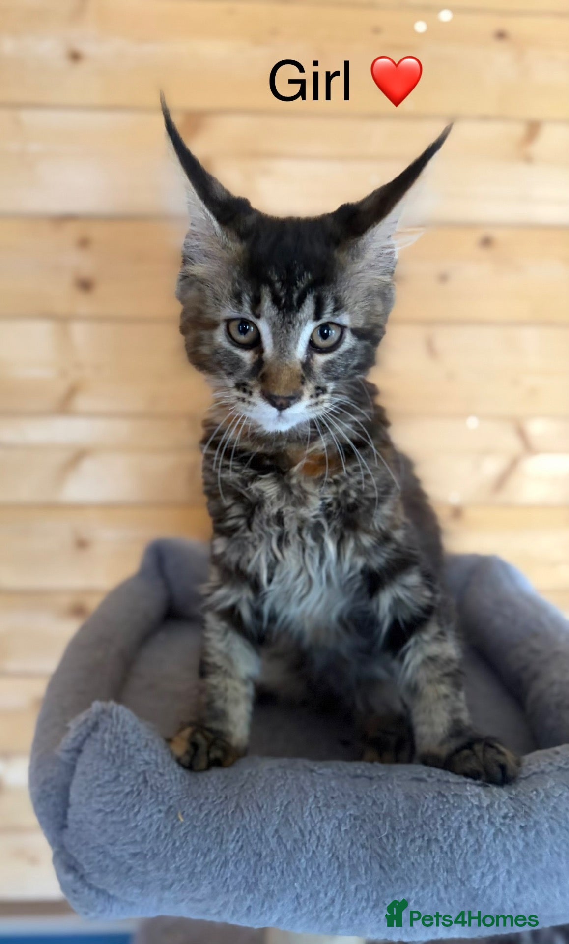 Maine Coon cats GCCF Maine Coon kittens ❤️ - Advert 1