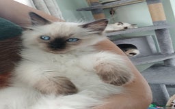Ragdoll cats for sale: Ragdoll Kittens for Sale - Image 6