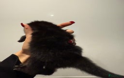 Mixed Breed cats for sale: 2 female kittens   - Image 4