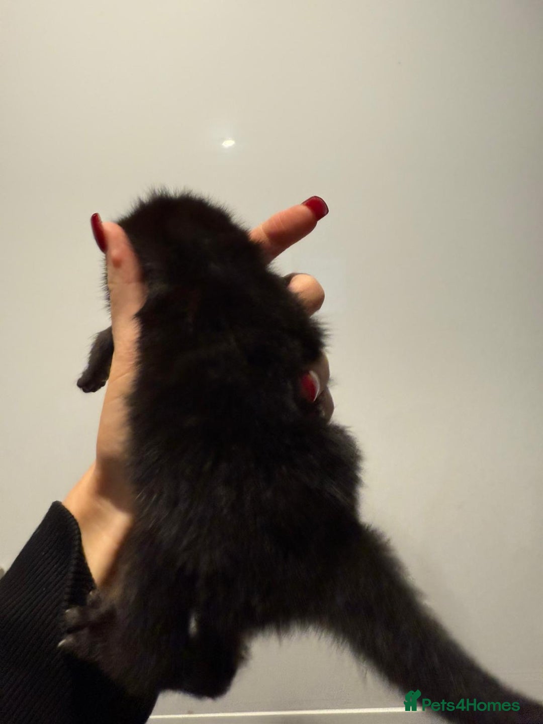 Mixed Breed cats for sale: 2 female kittens   - Image 4