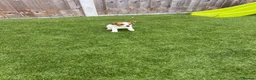 Jack Russell dogs for sale: 7 beautiful jack Russel puppies for sale - Advert 29