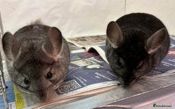 Chinchilla rodents for sale: Billy & Bobby, fabulous standard brothers, v.tame - Advert 7
