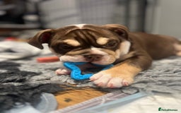 English Bulldog dogs for sale: One Beautiful Cuddly Girl Left 🏠💗 - Image 13