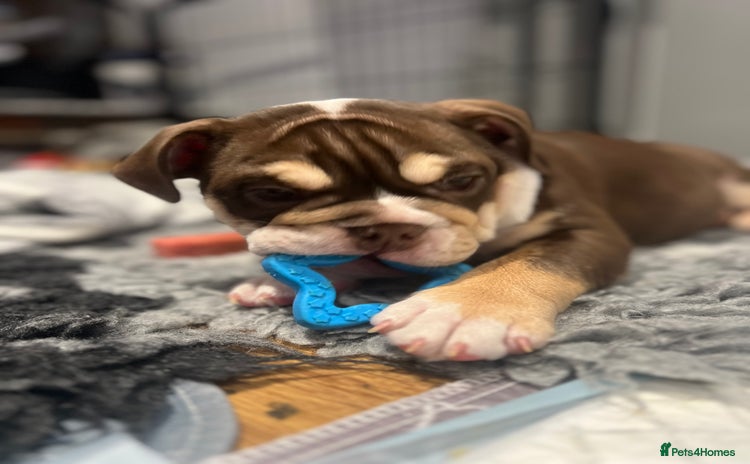English Bulldog dogs - Advert 4