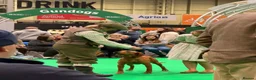 Labrador Retriever dogs for sale: Fox red Labradors  - Advert 24