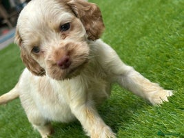 Cocker Spaniel dogs - Advert 4