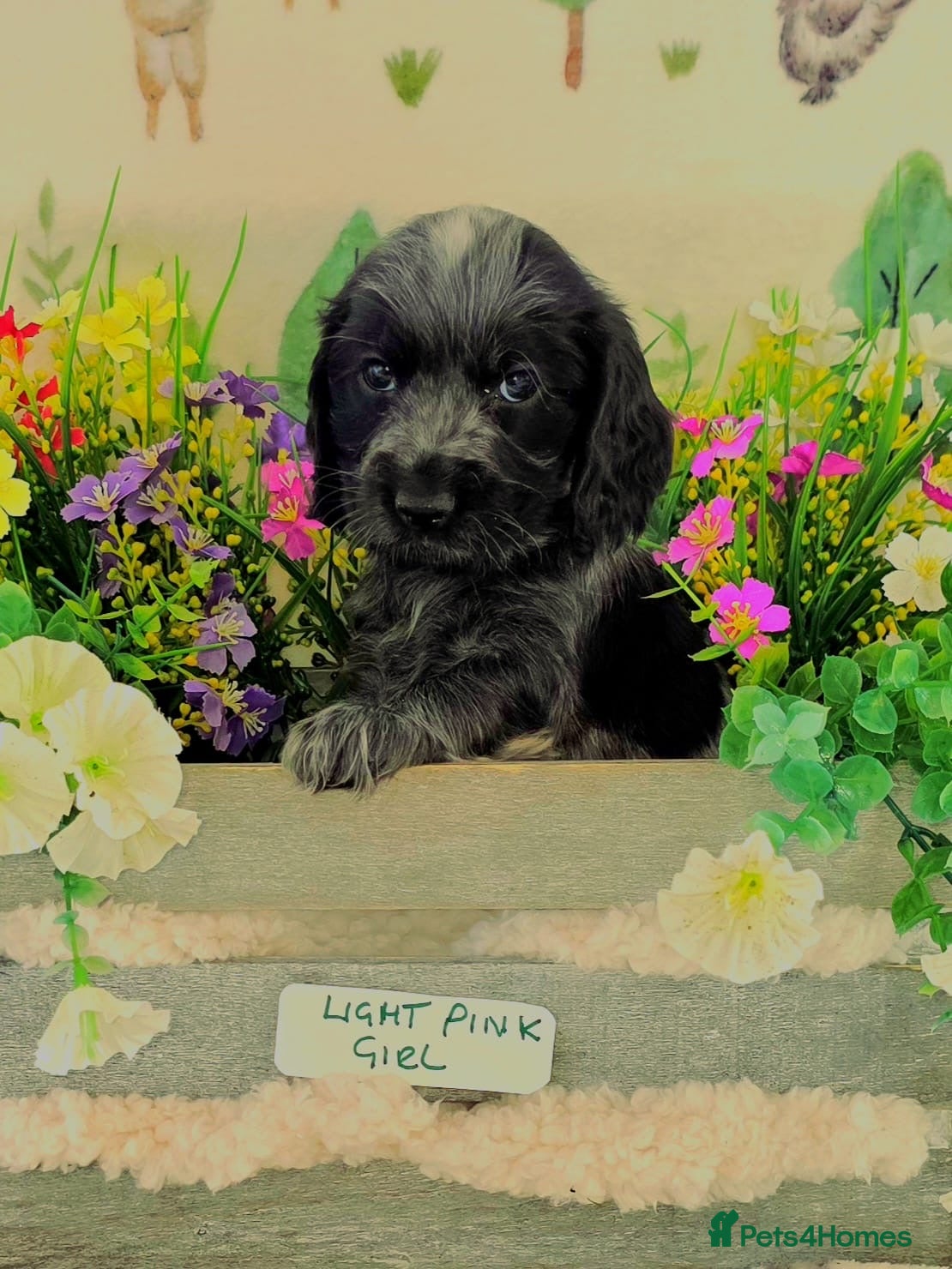 Cocker Spaniel dogs KC REGISTERED ENGLISH SHOW TYPE COCKER SPANIELS - Advert 6