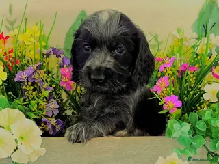 Cocker Spaniel dogs KC REGISTERED ENGLISH SHOW TYPE COCKER SPANIELS - Advert 10