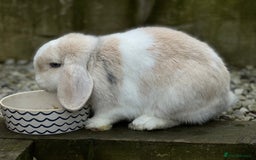 Mini Lop rabbits for sale: Minilops male and female  - Advert 10