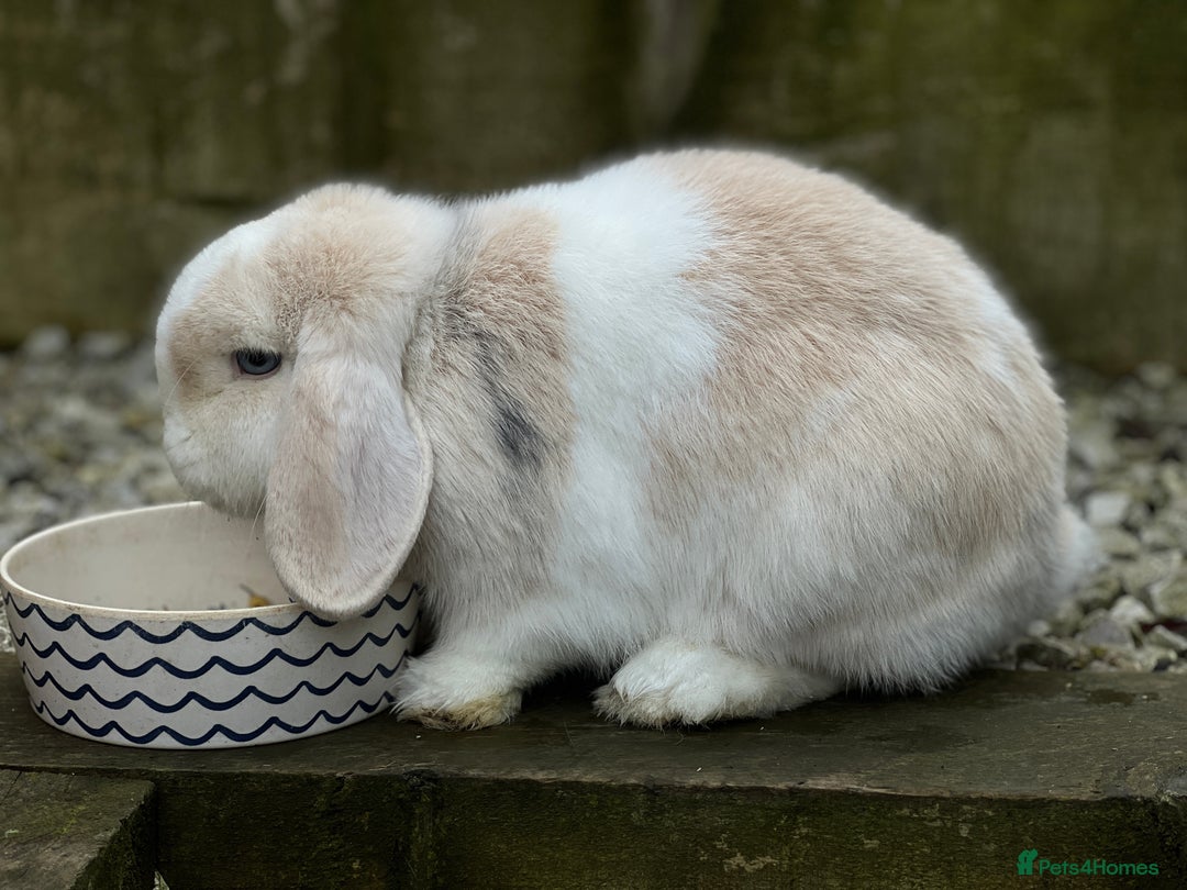 Mini Lop rabbits for sale: Minilops male and female  - Advert 10
