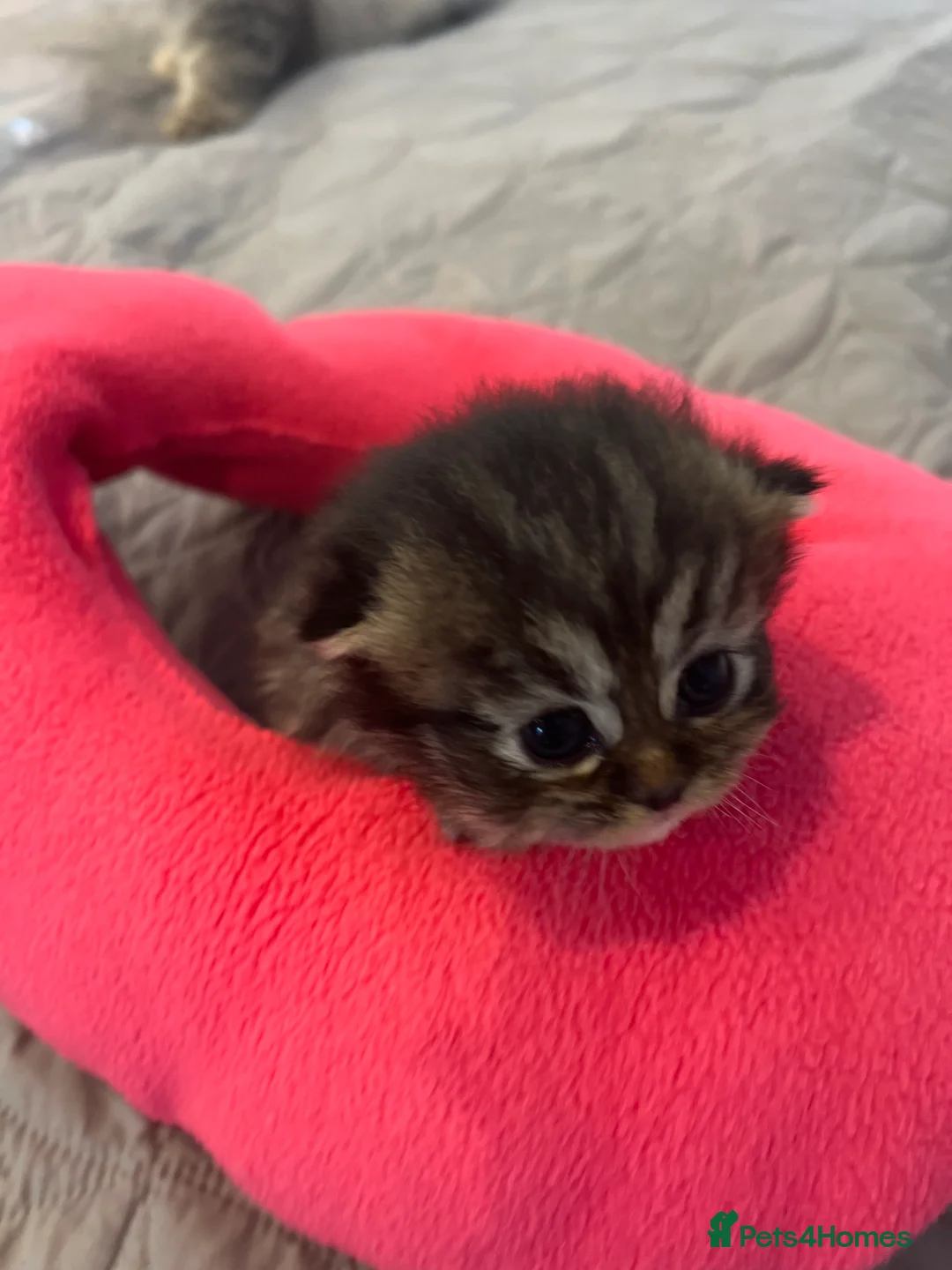 Persian cats for sale: *Last 2* Gorgeous litter of Persians  - Advert 8