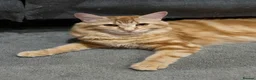 Mixed Breed cats for sale: Kittens looking for their forever homes in Huntingdon - Advert 2