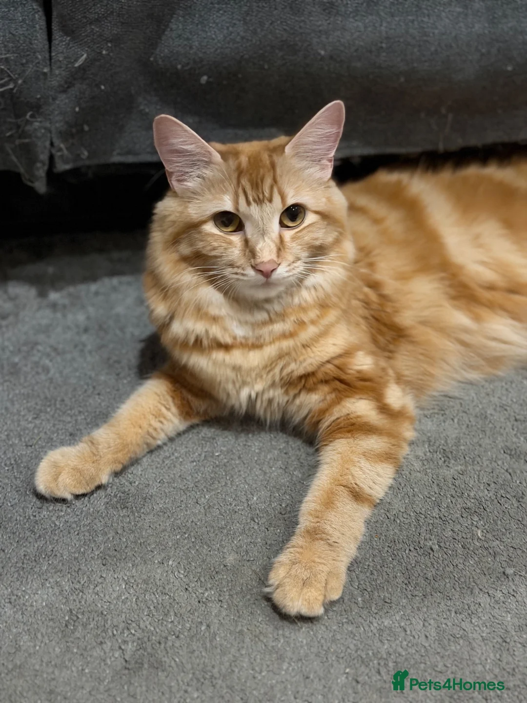 Mixed Breed cats for sale: Kittens looking for their forever homes in Huntingdon - Advert 2